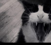 Scaredycat: run.
